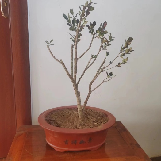 莘县家有黄杨，世代栋梁。多干瓜子黄杨，做盆景的好练手素材