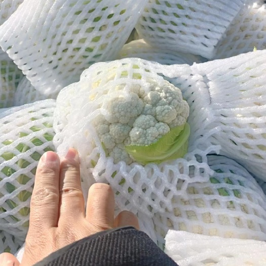 贵阳松花