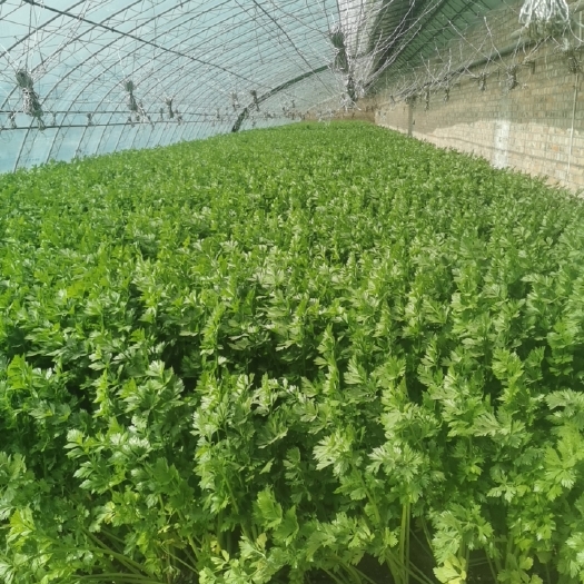银川芹菜，大叶西芹