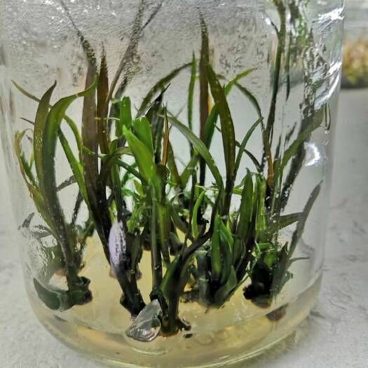 昆明细叶朱焦、澳洲朱蕉
