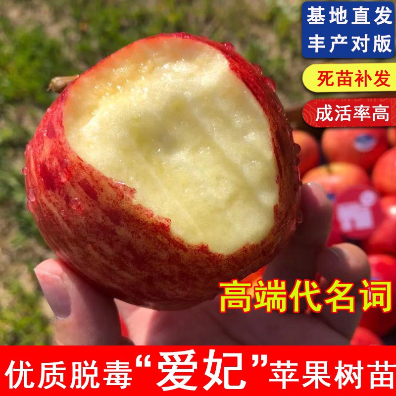 瑞香红苹果苗，爱妃苹果苗，嫁接苗，南北方种植