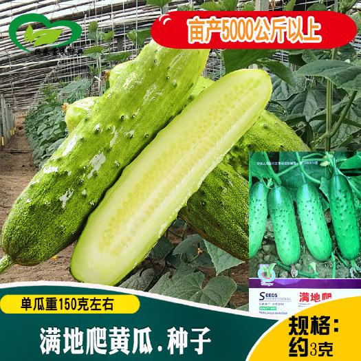 河间市满地爬水果黄瓜种子易种植口感美味多汁甜脆脆嫩黄瓜种子