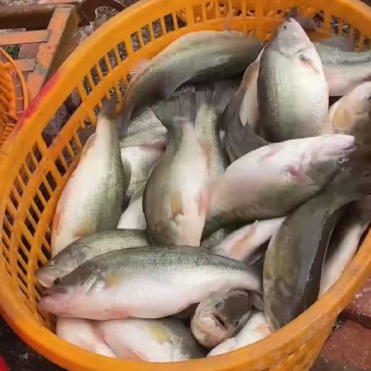 佛山加洲鲈