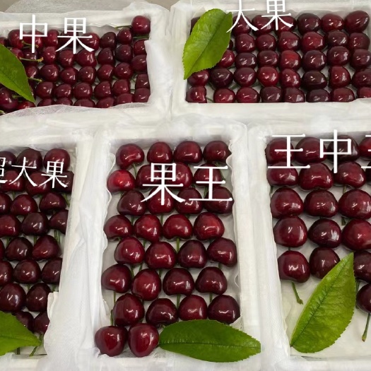 大连大连美早大樱桃，现摘现发，快递包邮，一件代发