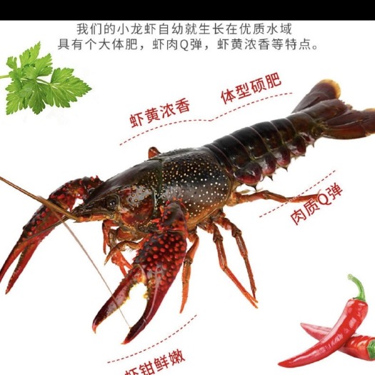 洪湖市洪湖清水小龙虾，自家水稻田养殖个大肥美