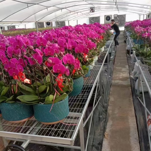安平县移动苗床大棚温室植物花卉蔬菜水果种苗培育苗床