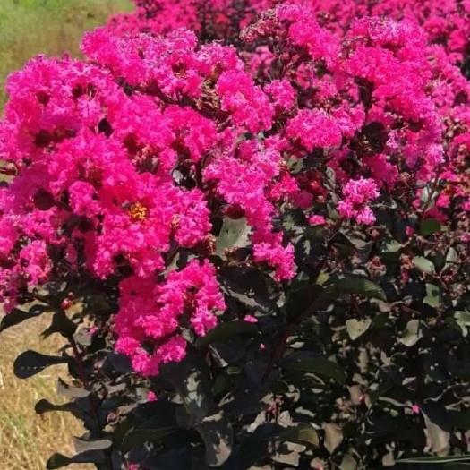 恭城县紫薇 红花紫薇   天 鹅绒紫薇    花色鲜艳含香  裸根