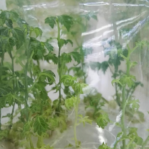 昆明雪胆苗（罗锅底、苦金盆、蛇莲、雪莲）