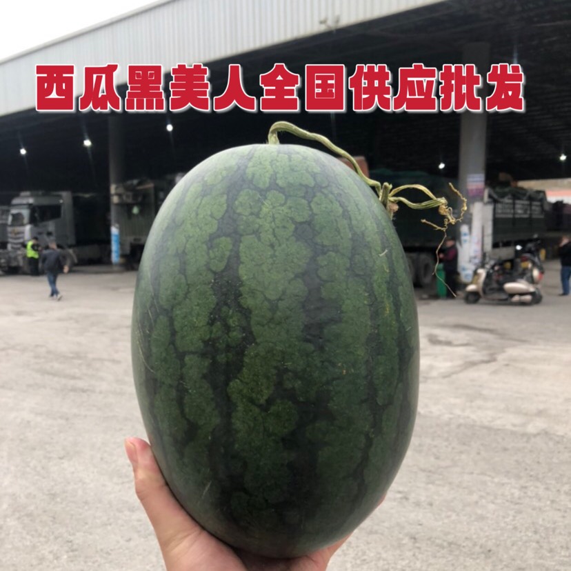 越南西瓜黑美人全国供应批发
