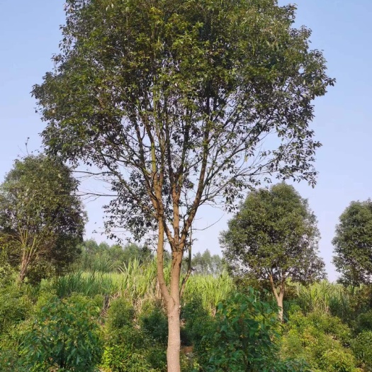 南宁香樟树，地苗，假植苗