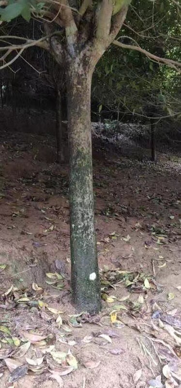 桂花树，状元红
