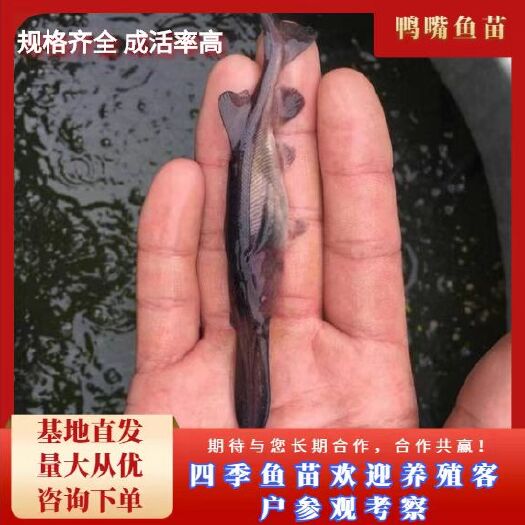 富顺县鸭嘴鱼苗