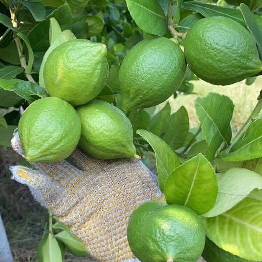 昆明广东香水柠檬
