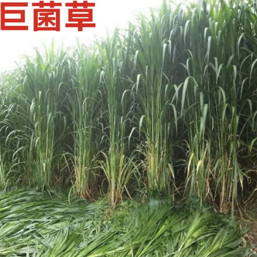 南宁牧草品种，有无毛甜象草，巨菌草，红象草，黄竹草，单牙1毛，双