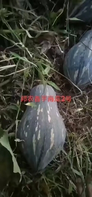 邦农香芋南瓜种子，抗性强，连续坐果能力强，增产口感好，品质佳