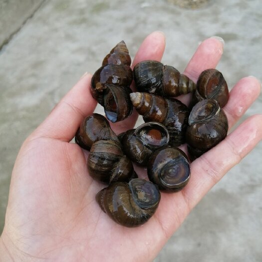 洪湖市水产批发，淡水螺，石螺，炮头