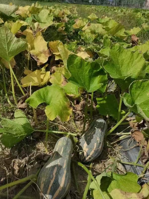 邦农香芋南瓜种子，抗性强，连续坐果能力强，增产口感好，品质佳