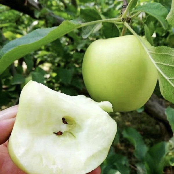 澳洲青苹果苗，嫁接苗，庭院果苗，南北方种植