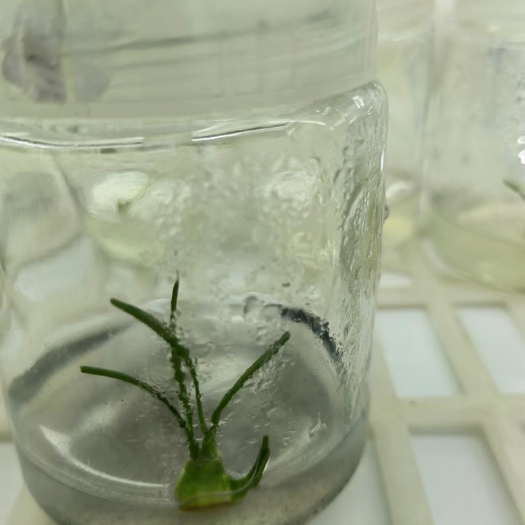 昆明百子莲组培苗