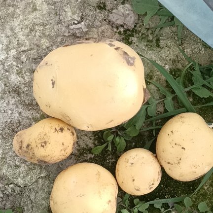 仙居县大棚土豆