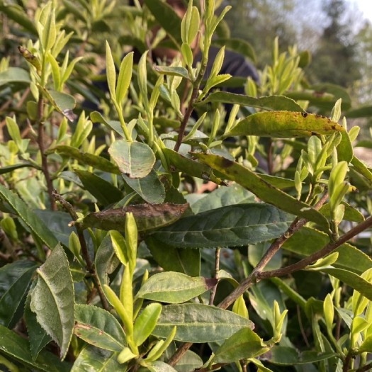 浮梁县高山绿茶明前茶