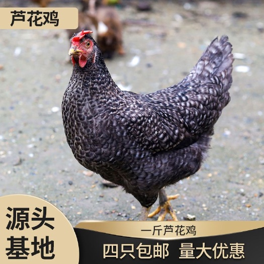 嘉祥县黑芦花鸡苗，半斤左右芦花鸡苗，质量可靠，孵化场直销