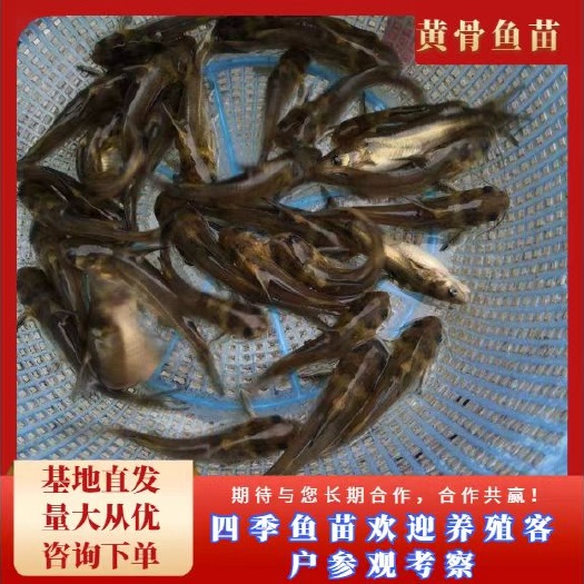 富顺县黄骨鱼苗  黄辣丁