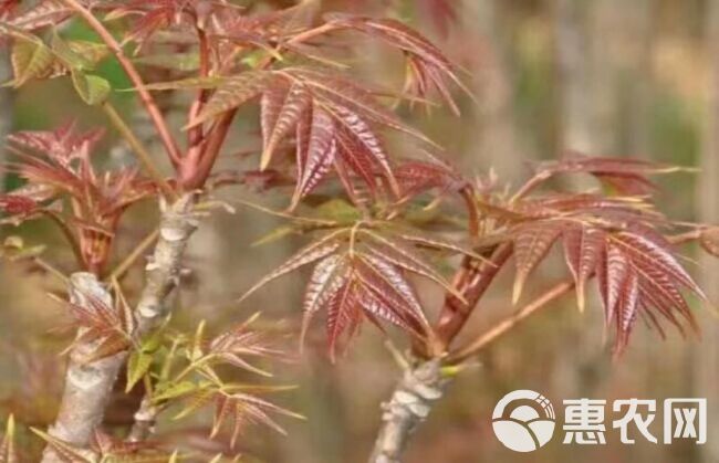 红油香椿苗 红油香椿种植