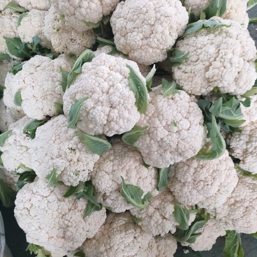 博爱县松花大量上市