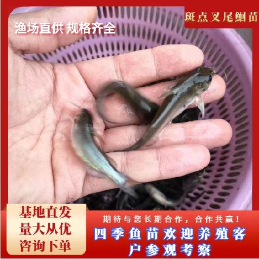 富顺县钳鱼苗  斑点叉尾鮰苗  叉尾鱼苗
