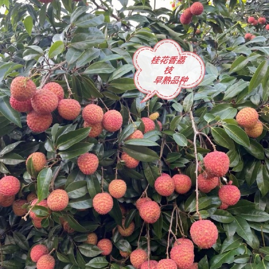 灵山县桂花香荔枝苗 比妃子笑早熟品种