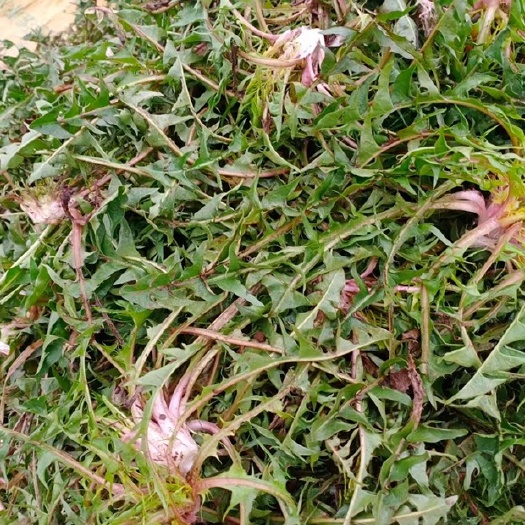 单县蒲公英鲜菜