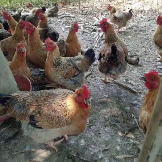 广州农科院麻黄