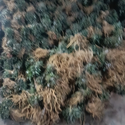 沂水县纯野生山菜