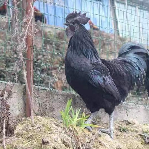 施秉县施秉跑步鸡，小香鸡、贵州红、瑶鸡乌骨鸡！