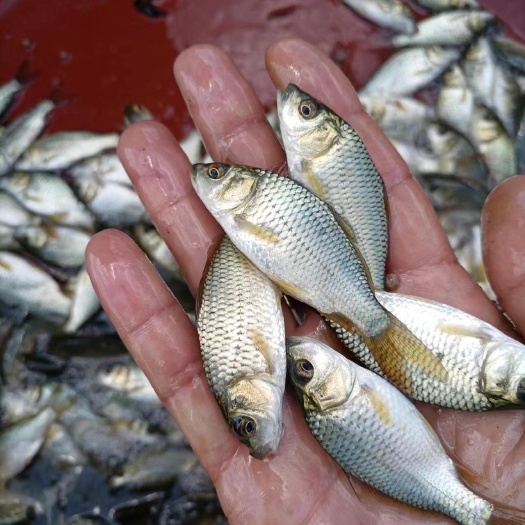 通威鲤鱼苗，苗场直供一手货源充足，量大从优送货上门……
