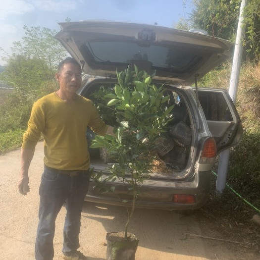 安远县赣南脐橙纽何尔脐橙苗