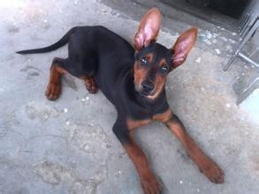 汶上县莱州红犬，莱州红幼犬，莱州红犬价格，莱州红犬多少钱一只