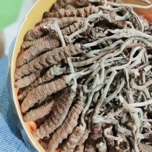 威宁县冬虫夏草