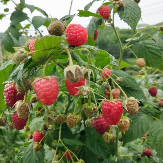 昆明双季大果红树莓