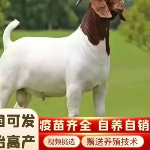 郓城县波尔山羊，种羊公羊包邮到家