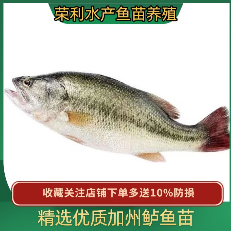 糡ֱ    ش