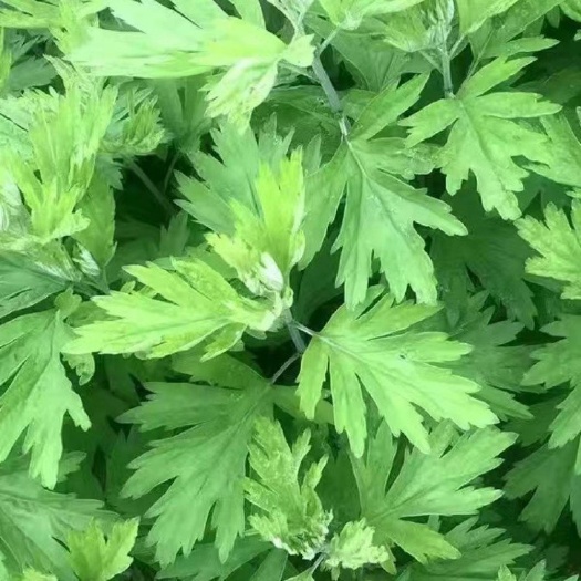 沭阳县艾草种子花种子庭院室内阳台易种开花香草种籽花种籽子驱蚊