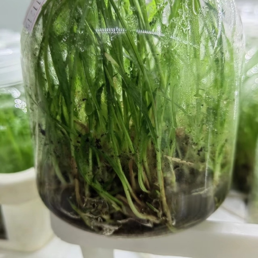 昆明白及苗（小白及、紫花三叉白及）