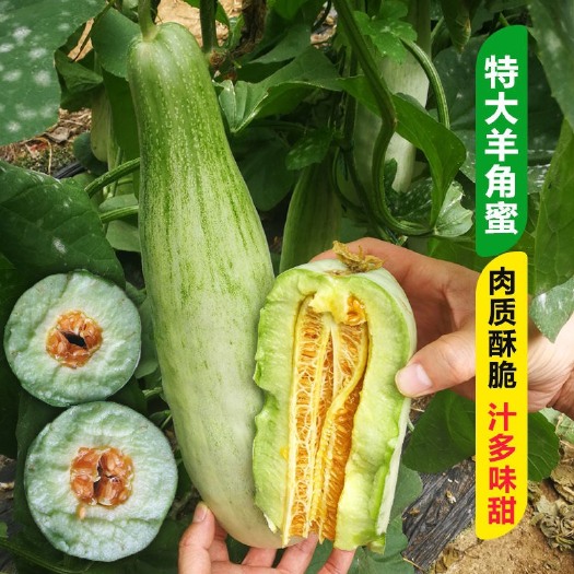 邵东市羊角蜜甜瓜种籽甜瓜种子正品春季四季水果香瓜