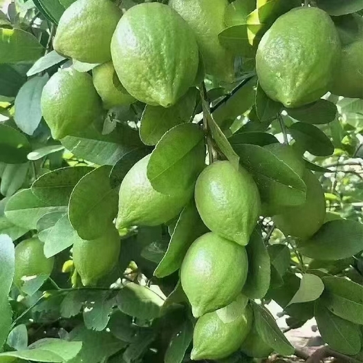 灵山县广东香水柠檬苗
