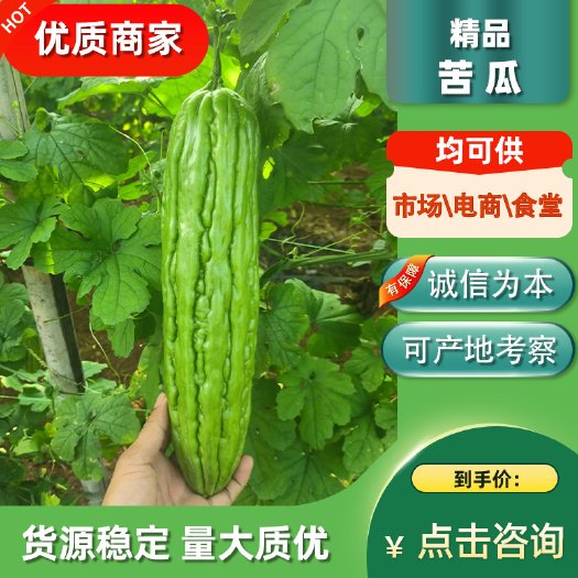 徐闻县【新苗苦瓜】广东湛江 大量上市 个头均匀  保质保量