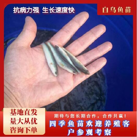 富顺县白乌鱼苗  白乌鱼（鱼场值销，抗病力强，生长速度快）
