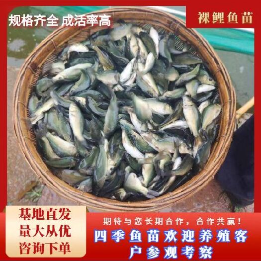 富顺县裸鲤鱼苗，渔场值销，大小规格齐全，成活率高，城信经营。