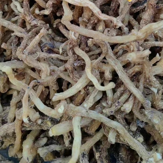 桓仁县东北大玉竹小玉竹